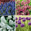 40pk Butterfly Garden Nature Friendly Collection Assorted Bulbs - National Plant Network