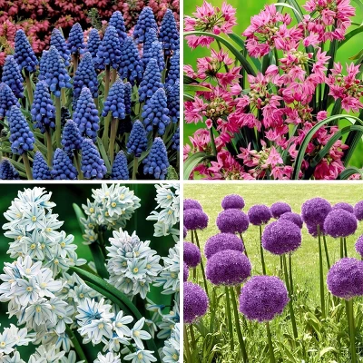 40pk Butterfly Garden Nature Friendly Collection Assorted Bulbs - National Plant Network 1 40pk Butterfly Garden Nature Friendly Collection Assorted Bulbs - National Plant Network