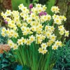Van Zyverden 46ct Bulbs Multicolored Unison Spring Blooming Patio Planter Set