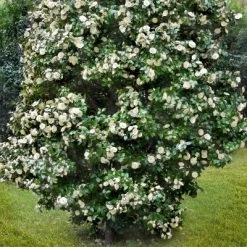 2.5qt Camellia Japonica Plant With White Blooms - National Plant Network -Quality Garden Outdoor Store GUEST 0aaaba70 373c 4db7 96ff 1c91363ea375