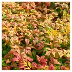 Nandina 'Fire Power' 1pc - National Plant Network - U.S.D.A. Hardiness Zones 6 - 10
