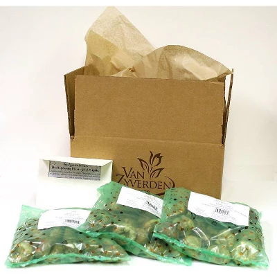 Van Zyverden Set Of 50 Daffodils Bulbs Kitchen Sink Mixture 2 Van Zyverden Set Of 50 Daffodils Bulbs Kitchen Sink Mixture - Image 2