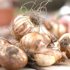 Van Zyverden Set Of 50 Daffodils Bulbs Kitchen Sink Mixture