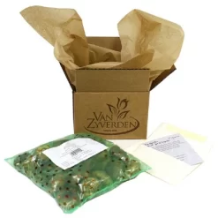 10ct Hyacinths Gipsy Queen Orange Bulbs - Van Zyverden -Quality Garden Outdoor Store GUEST 173d033c 2a9d 49e2 aac7 fc87c07d5dac