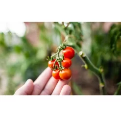 Coast Of Maine OMRI Listed Tomato And Vegetable Plant Potting Soil Compost Blend For Container Gardens And Flower Pots, 20 Quart Bag (2 Pack) 7 Coast Of Maine OMRI Listed Tomato And Vegetable Plant Potting Soil Compost Blend For Container Gardens And Flower Pots, 20 Quart Bag (2 Pack) -Quality Garden Outdoor Store GUEST 1b164dd3 2120 40a0 877f 22346e4a8612