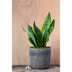 Live Sansevieria Snake Plant In Repose Rustic Stone Planter 6 Live Sansevieria Snake Plant In Repose Rustic Stone Planter -Quality Garden Outdoor Store GUEST 1f3d6ce4 2a9d 4cda 9eea 4c6bdee648bd