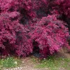 2gal Southern Living 'Red Diamond' Loropetalum Plant With Red Blooms - National Plant Network