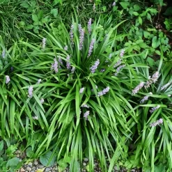 15pc Big Blue Liriope Plant With Purple Blooms - National Plant Network -Quality Garden Outdoor Store GUEST 328a9884 da07 4389 8a07 7702fa10337a