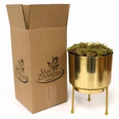 Amaryllis Glee Preplanted Bulb With Brass Finish Iron Planter And Stand - Van Zyverden 5 Amaryllis Glee Preplanted Bulb With Brass Finish Iron Planter And Stand - Van Zyverden -Quality Garden Outdoor Store GUEST 33793277 d374 4dc8 b4bb 309fb5334ddc
