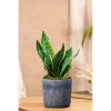 Live Sansevieria Snake Plant In Repose Rustic Stone Planter