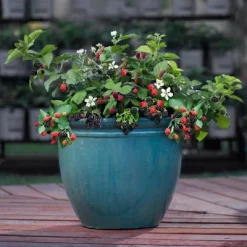 Bushel And Berry Blackberry 'Baby Cakes' 1pc Seasonal U.S.D.A. Hardiness Zones 4-8 National Plant Network 2.5qt -Quality Garden Outdoor Store GUEST 468b902f f2d1 482e b798 16d556281000