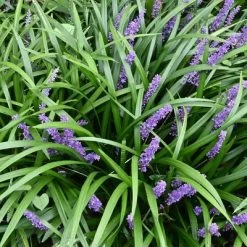 15pc Big Blue Liriope Plant With Purple Blooms - National Plant Network -Quality Garden Outdoor Store GUEST 4a33b253 623e 4778 ac32 9198b3e668f9