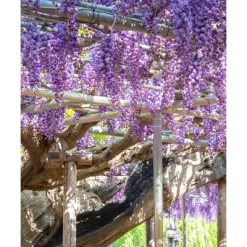 2.5qt. Black Dragon Wisteria Plant With Dark Purple Blooms - National Plant Network