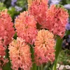 10ct Hyacinths Sweet Invitation Bulbs - Van Zyverden