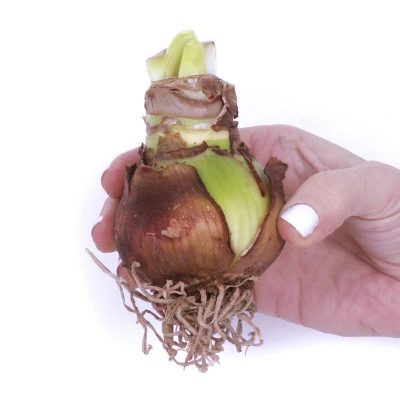 Amaryllis Glee Preplanted Bulb With Brass Finish Iron Planter And Stand - Van Zyverden 2 Amaryllis Glee Preplanted Bulb With Brass Finish Iron Planter And Stand - Van Zyverden - Image 2