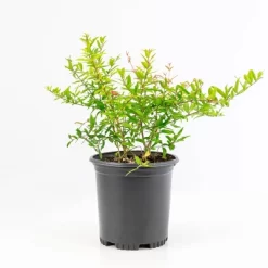 Dwarf Pomegranate - National Plant Network -Quality Garden Outdoor Store GUEST 723e4352 fcb3 480b a83f 35dd3893581a