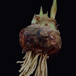 Van Zyverden Amaryllis Pink Flower Bulb With Artisan Decorative Planter -Quality Garden Outdoor Store GUEST 7580982a c45e 49ec bd7b d08b77e0a4e1