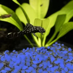 Solar Garden Stones - 500-Pack Glow In The Dark Pathway Pebble Lights - Decorative Glowing Rocks For Flowerbeds And Walkways By Pure Garden (Blue) -Quality Garden Outdoor Store GUEST 8adef7ee 7d39 44c7 aded 22435182b7cd