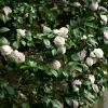 2.5qt Camellia Japonica Plant With White Blooms - National Plant Network