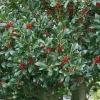 Holly 'Needlepoint' 2.25gal U.S.D.A. Hardiness Zones 7-9 - 1pc - National Plant Network
