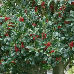 Holly 'Needlepoint' 2.25gal U.S.D.A. Hardiness Zones 7-9 - 1pc - National Plant Network