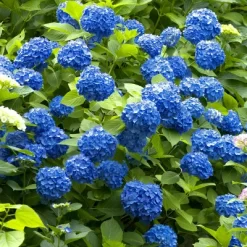 Hydrangea 'Nikko Blue' 1pc U.S.D.A. Hardiness Zones 6-9 National Plant Network 2.5qt -Quality Garden Outdoor Store GUEST 922f2b00 7d01 4f6c a55f eaedfa637f1d