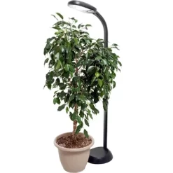 Hydrofarm Agrobrite FLF27DF 27W 120V Indoor Gooseneck Adjustable 48' To 61' Standing Plant Lamp Light With 6 Foot Power Cord, Black -Quality Garden Outdoor Store GUEST 93b806a7 2374 4709 88f8 456729ccc568