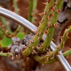 Bernini 75' Metal Garden Hose With Flex End Watering Wand -Quality Garden Outdoor Store GUEST 94a9cd55 9f30 4425 903d 125d70c50878