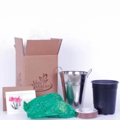 Van Zyverden Amaryllis Pink Flower Bulb With Artisan Decorative Planter -Quality Garden Outdoor Store GUEST 99485770 53ce 4ec4 81c8 c468ddf30e6c