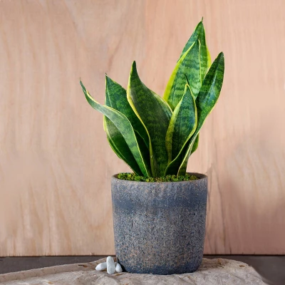 Live Sansevieria Snake Plant In Repose Rustic Stone Planter 4 Live Sansevieria Snake Plant In Repose Rustic Stone Planter - Image 4