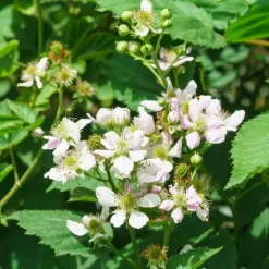 Bushel And Berry Blackberry 'Baby Cakes' 1pc Seasonal U.S.D.A. Hardiness Zones 4-8 National Plant Network 2.5qt -Quality Garden Outdoor Store GUEST a748c794 a29f 42a9 a7db 6b49e510f7d0