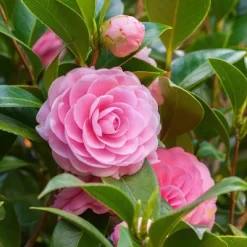 2.5qt Autumn Sentinel Camellia Sasanqua Plant With Pink Blooms - National Plant Network
