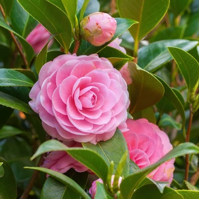 2.5qt Autumn Sentinel Camellia Sasanqua Plant With Pink Blooms - National Plant Network 1 2.5qt Autumn Sentinel Camellia Sasanqua Plant With Pink Blooms - National Plant Network