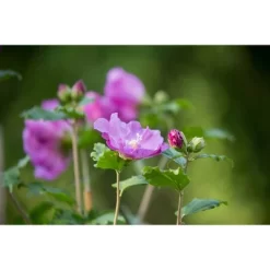Hibiscus Tahiti Tree - National Plant Network -Quality Garden Outdoor Store GUEST aaeaf0fe 43a5 48fe 8347 c8312c5a7ec4