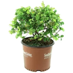 2gal Southern Living 'Red Diamond' Loropetalum Plant With Red Blooms - National Plant Network -Quality Garden Outdoor Store GUEST ab824740 5b00 4ca6 b373 c940d4757e36