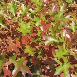 2.25gal Pin Oak Tree - National Plant Network 7 2.25gal Pin Oak Tree - National Plant Network -Quality Garden Outdoor Store GUEST ae3bd5a3 5617 4d6e b994 d1a0e56d2b37