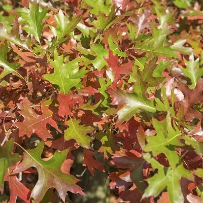 2.25gal Pin Oak Tree - National Plant Network 4 2.25gal Pin Oak Tree - National Plant Network - Image 4