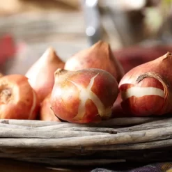 Tulips Triumph Mixture Set Of 100 Bulbs - Van Zyverden