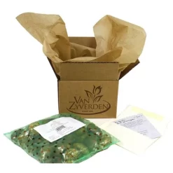 10ct Hyacinths Sweet Invitation Bulbs - Van Zyverden -Quality Garden Outdoor Store GUEST bc77edb8 ae2e 4f65 80b4 613a97ad577f 1