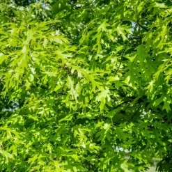 2.25gal Pin Oak Tree - National Plant Network 6 2.25gal Pin Oak Tree - National Plant Network -Quality Garden Outdoor Store GUEST c3c1b299 a0ab 4cc6 936d 05eea24707ff