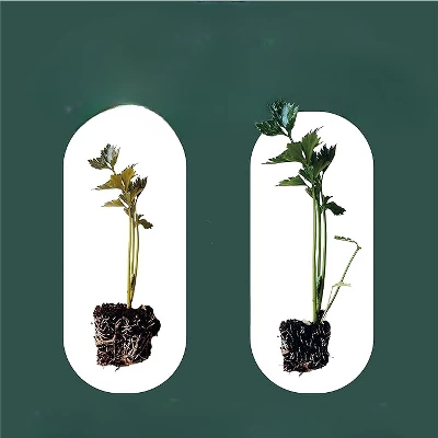 Window Garden 12qt Expanding Organic Fiber Soil 2 Window Garden 12qt Expanding Organic Fiber Soil - Image 2