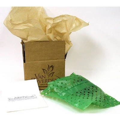 Van Zyverden Amaryllis Red African Merry Christmas Flower Bulb 2 Van Zyverden Amaryllis Red African Merry Christmas Flower Bulb - Image 2