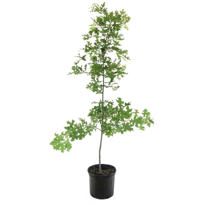 2.25gal Pin Oak Tree - National Plant Network 2 2.25gal Pin Oak Tree - National Plant Network - Image 2