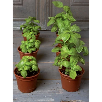 Gardeners Supply Company SuperRoot Booster Seed Starter Mix | Promotes Strong Roots & Boost Plant Growth | High Nutrients Plant Food For Seed 2 Gardeners Supply Company SuperRoot Booster Seed Starter Mix | Promotes Strong Roots & Boost Plant Growth | High Nutrients Plant Food For Seed - Image 2