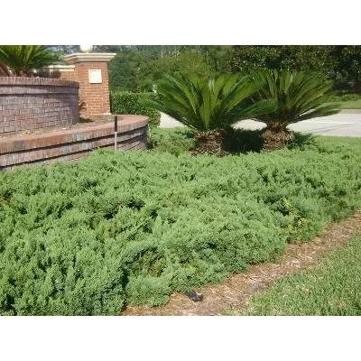 2.25gal Parsonii Juniper Plant - National Plant Network 1 2.25gal Parsonii Juniper Plant - National Plant Network