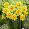 12ct Daffodils Tahiti Bulbs - Van Zyverden