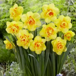 12ct Daffodils Tahiti Bulbs - Van Zyverden