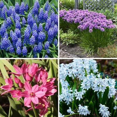 40pk Butterfly Garden Nature Friendly Collection Assorted Bulbs - National Plant Network 2 40pk Butterfly Garden Nature Friendly Collection Assorted Bulbs - National Plant Network - Image 2